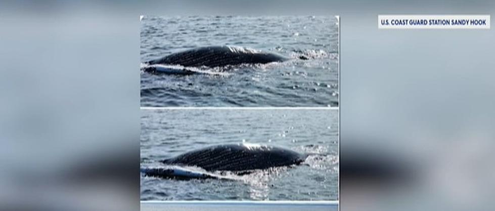 Another Dead Humpback Whale Discovered Off New Jersey Coast