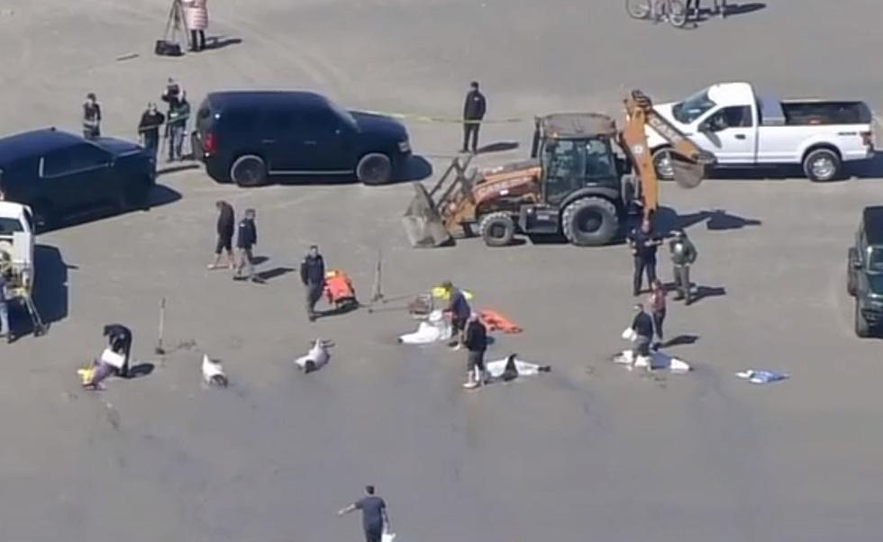 More Than a Half a Dozen Dolphins Beached in Sea Isle City, NJ