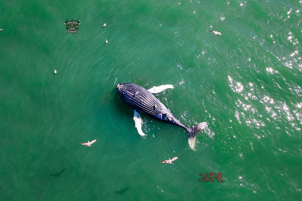 Dead Whale Spotted Floating Off the Coast of Seaside Park, NJ