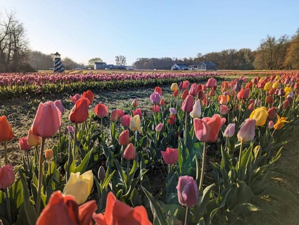 Only Two Weekends Left to Visit Beautiful Tulips at Dalton Farms in Swedesboro, NJ