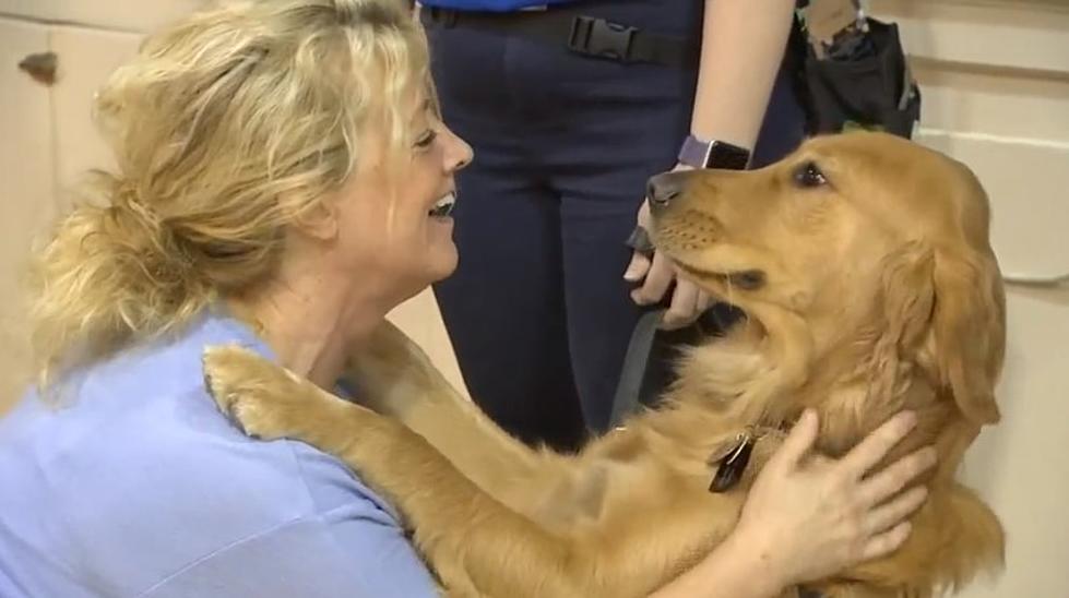 Woof! Gorgeous Guide Dog is the Newest Faculty Member at Special Needs School in Bellmawr, NJ