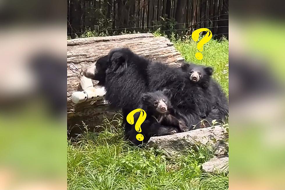 Philadelphia Zoo Wants You to Help Name 2 Adorable Sloth Bear Cubs