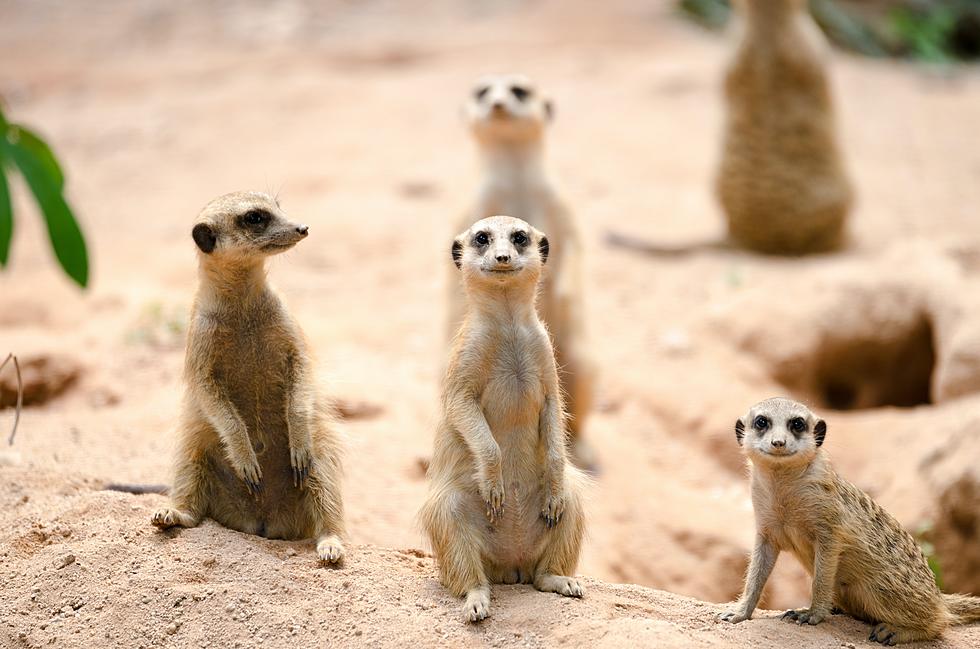 What Killed 5 Meercats at the Philadelphia Zoo?