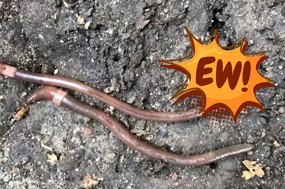Hey, New Jersey! Beware These Creepy, Jumping Earthworms [VIDEO]