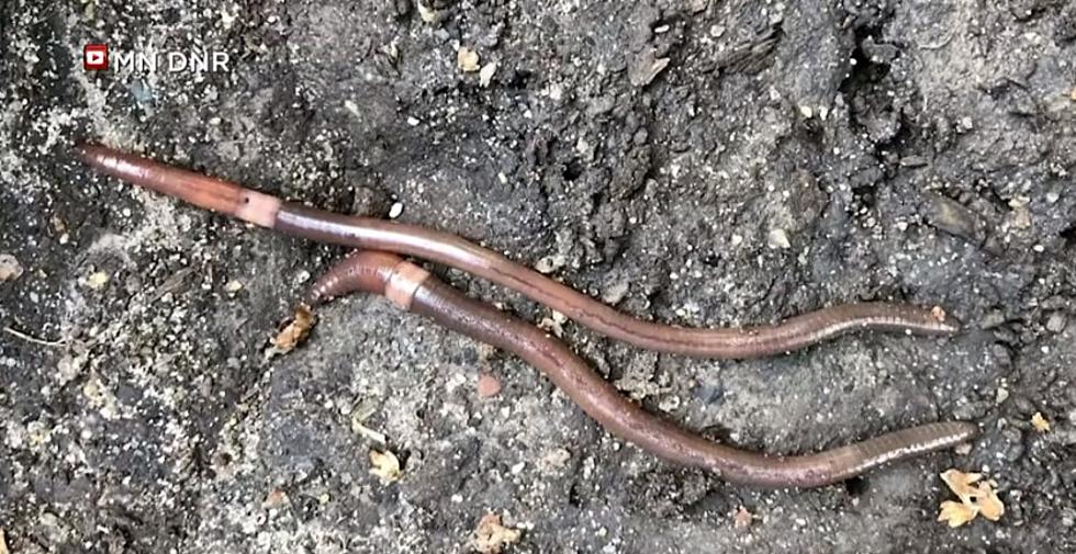 Hey, New Jersey! Beware These Creepy, Jumping Earthworms [VIDEO]