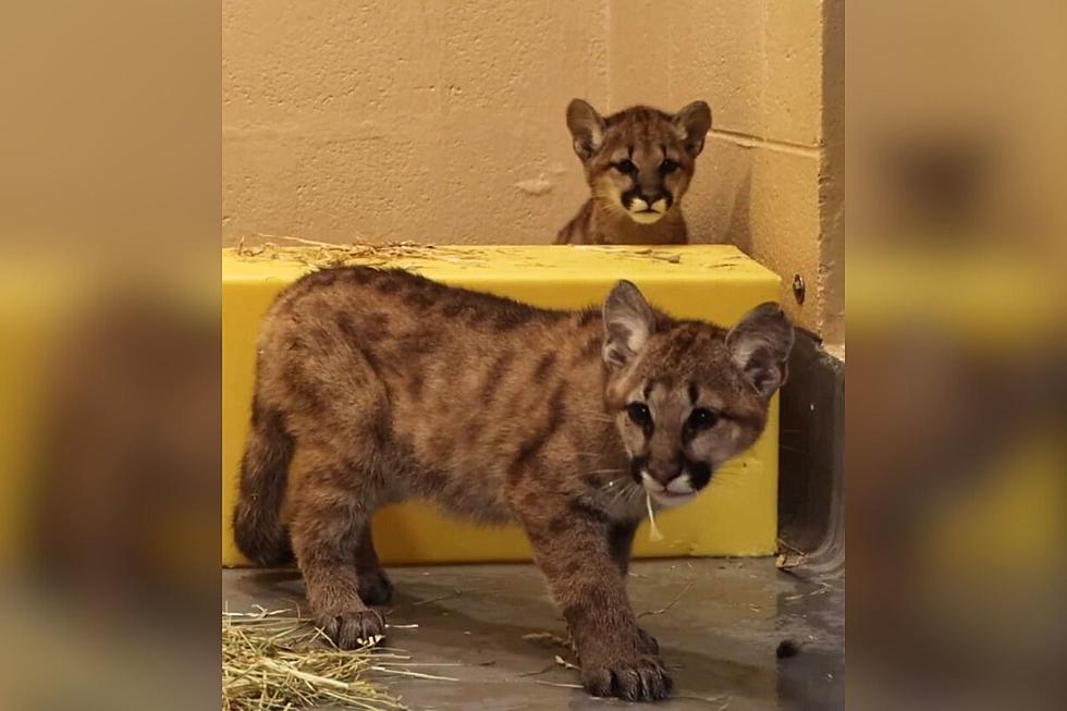 2 Orphaned Puma Cubs Now Call Philadelphia Zoo Home