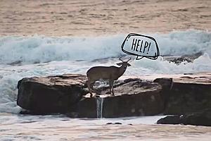 Surfer Saves Deer Stranded in Ocean Water in Belmar, NJ