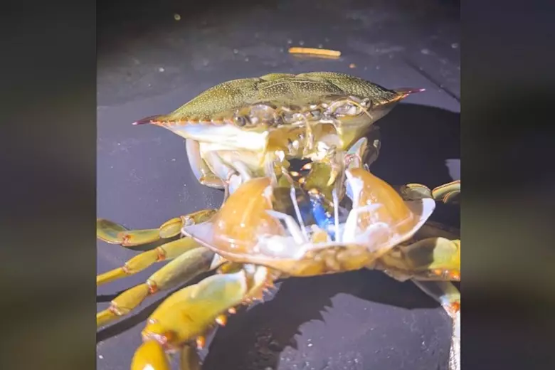 Stunning Video Out of Galloway, NJ Captures Crab Shedding Shell
