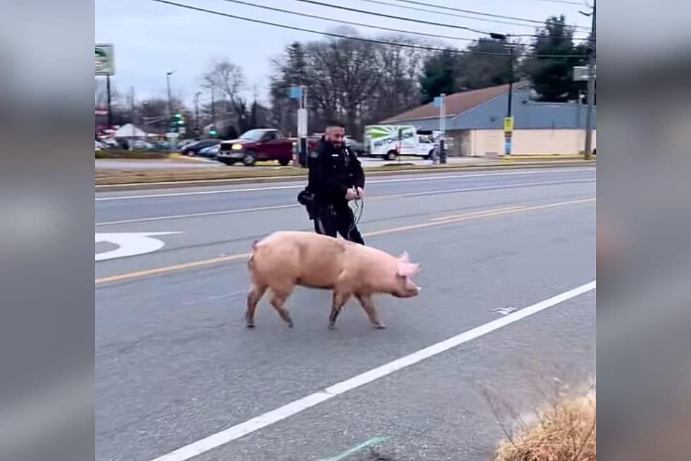 WATCH: Deptford, NJ Cops Struggle to Wrangle Runaway Pig
