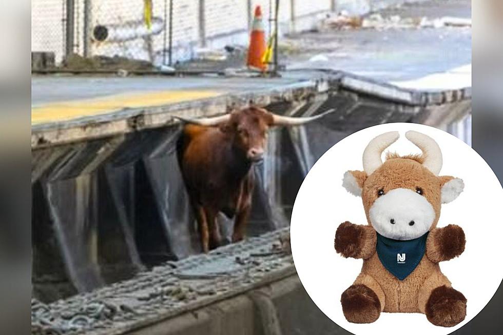 Runaway NJ Transit Bull ‘Ricardo’ is Now a Stuffed Animal You Can Buy