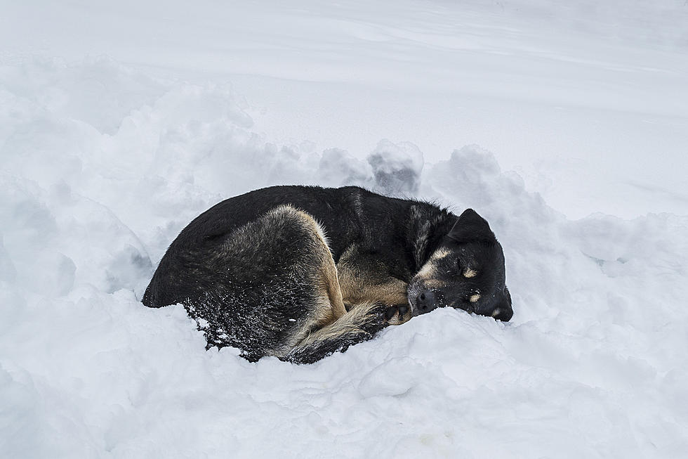 Is It Illegal in New Jersey to Leave Your Pet Outside in Cold Weather?