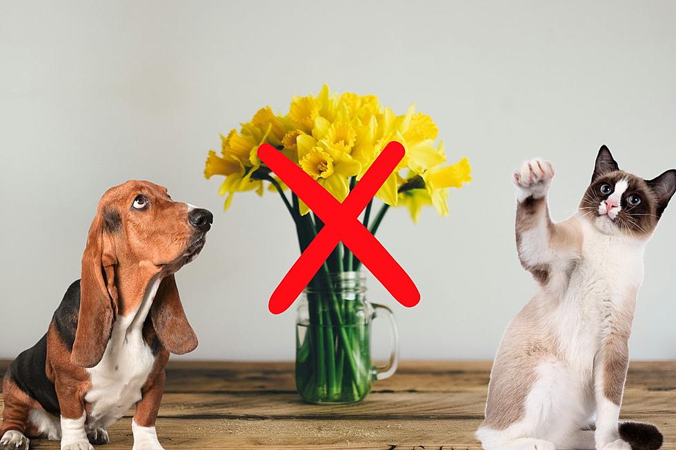 New Jersey! Keep These 5 Most-Toxic Flowers Away from Your Pets