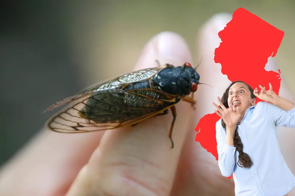 Wake Up, New Jersey! Are Billions of Cicadas Coming for Your Sleep This Summer?