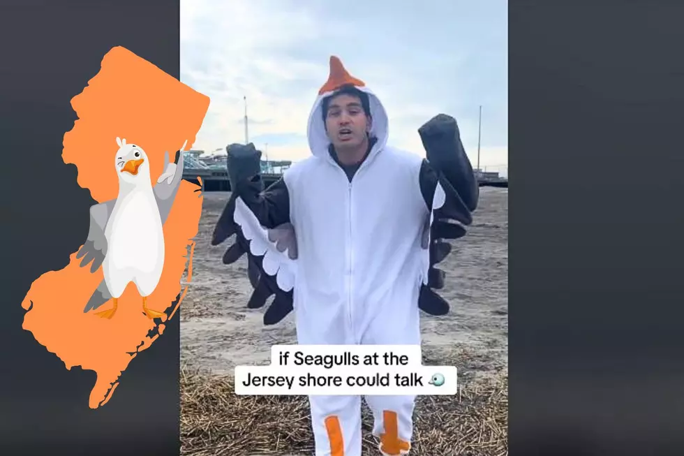 If Seagulls Could Talk: Dude Nails Jersey Shore Seagull Attitude [VIDEO]