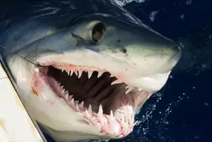 3 From the Guys&#8211;Great White Shark vs. Michael Phelps!