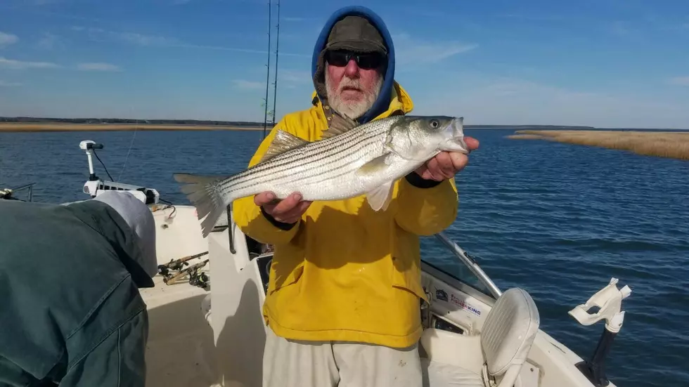 Striper Bite Heating-up in South Jersey