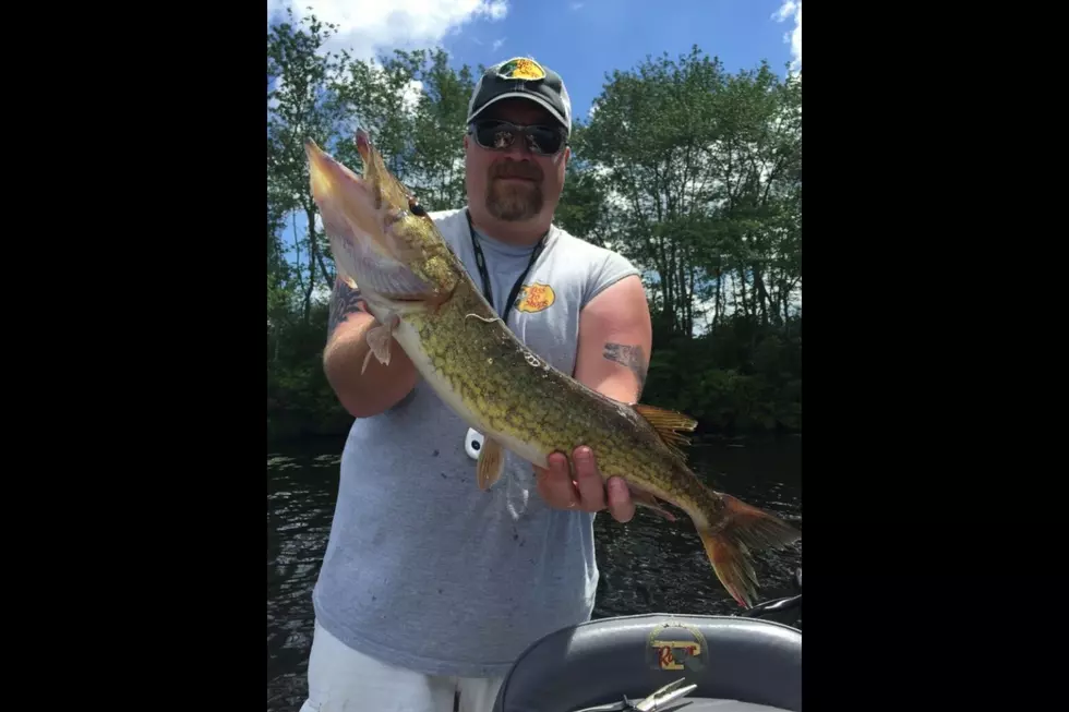 Prime Time for Pickerel in South Jersey
