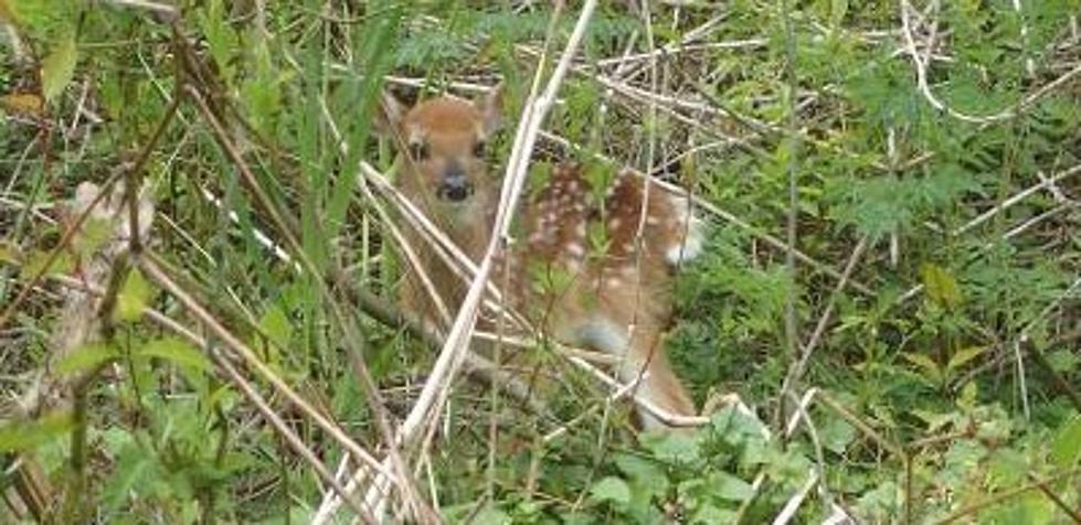 Deer in South Jersey: Look, Leave Alone, and Move On