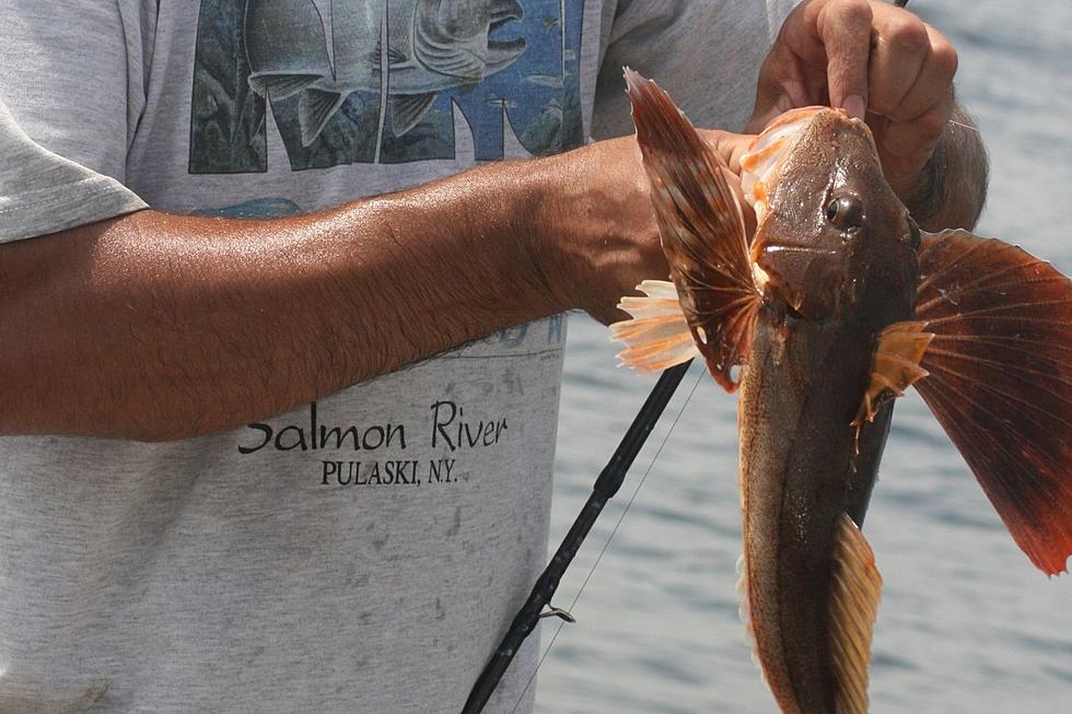 Sea Robins Catch Fluke, Taste Great