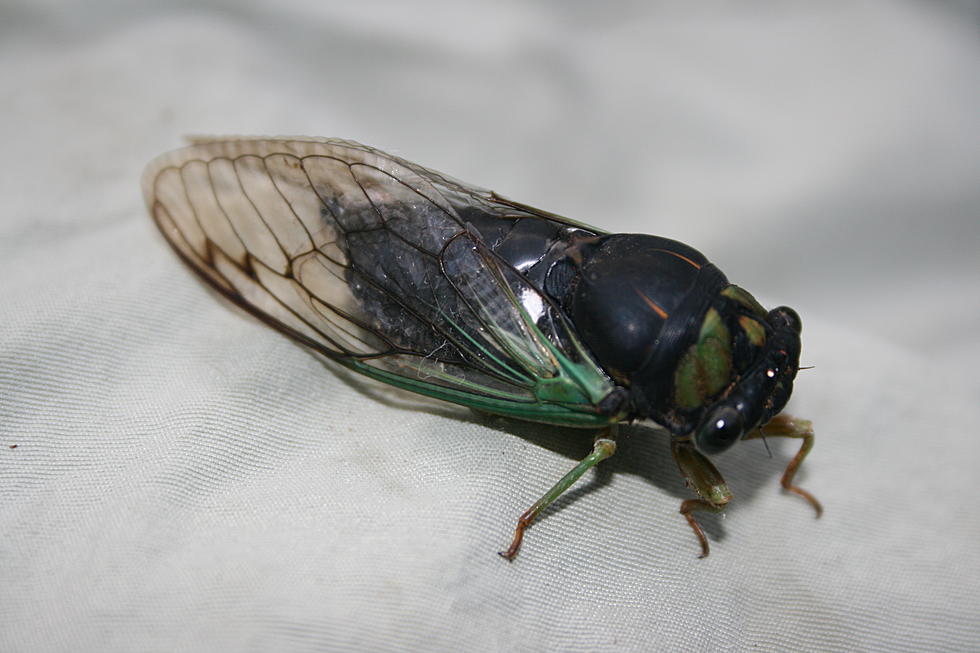 Noisy Cicadas Playing Freshwater Fish Tunes