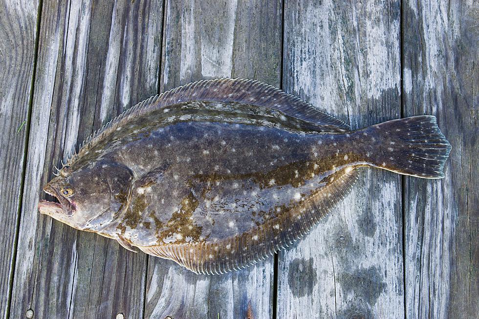 South Jersey Fishing Back Bay Flounder Bounty