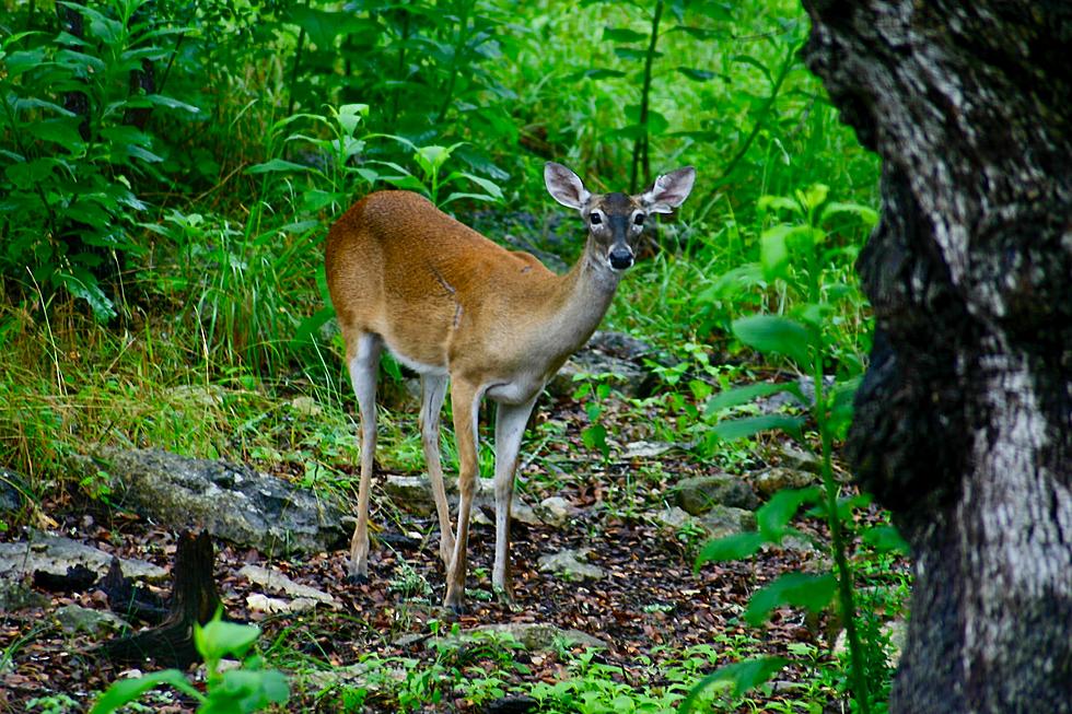 Early Archery Deer Season Set To Open