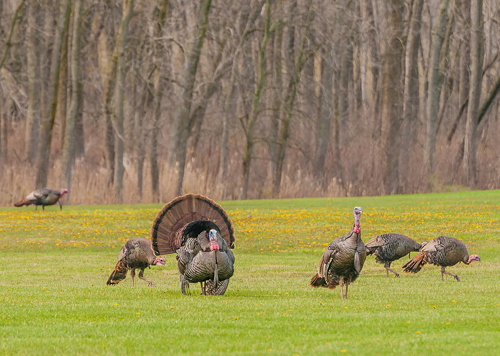 Wild Turkeys Legal Quarry Come Saturday