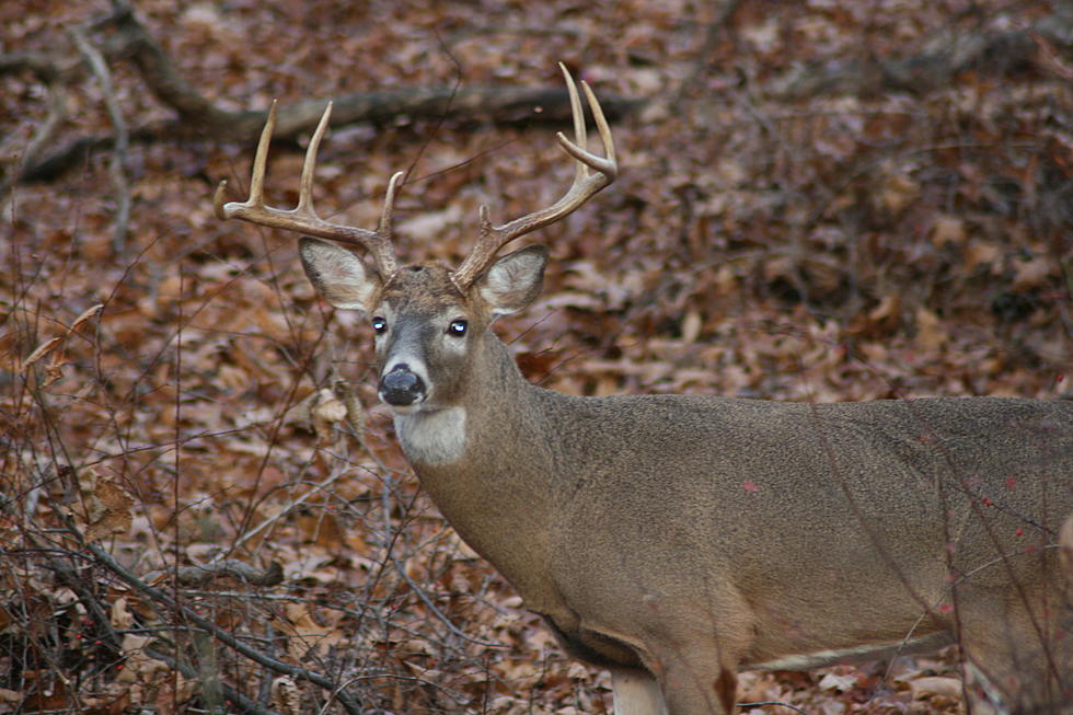 Get in the Rut in South Jersey