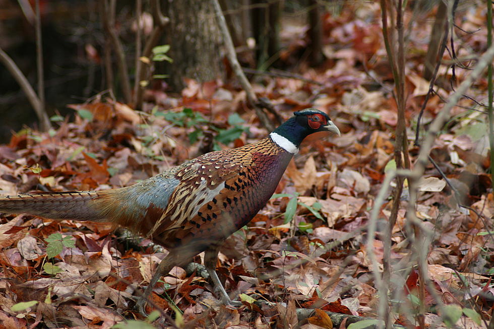 Pheasant and Quail Seasons Open Saturday