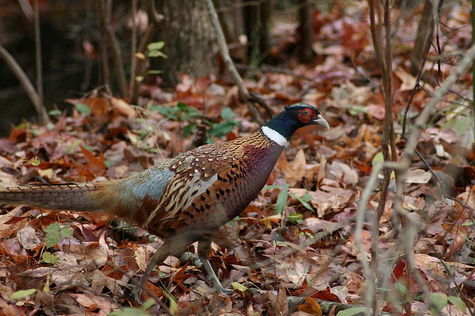 Pheasant and Quail Stocking Resumes in South Jersey