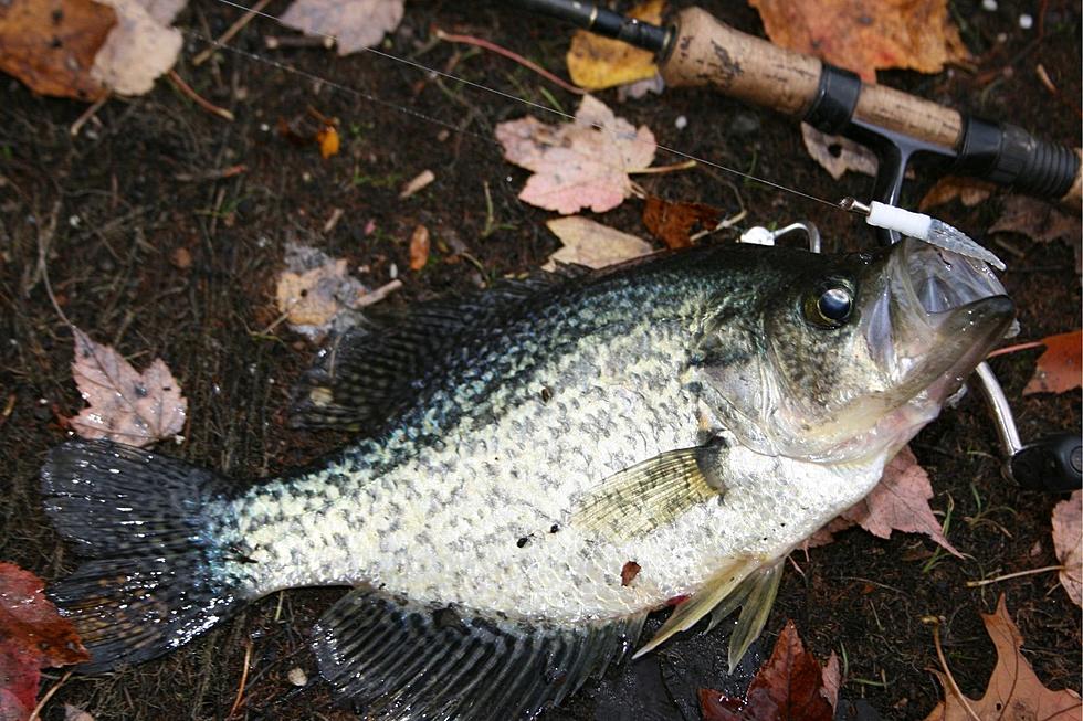 Panfish Not Lost in the Winter Sauce in South Jersey
