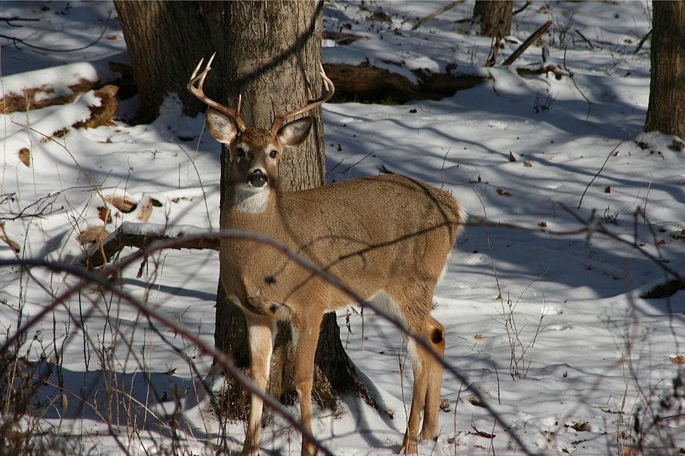 South Jersey Hunting: Go Bow in the Snow