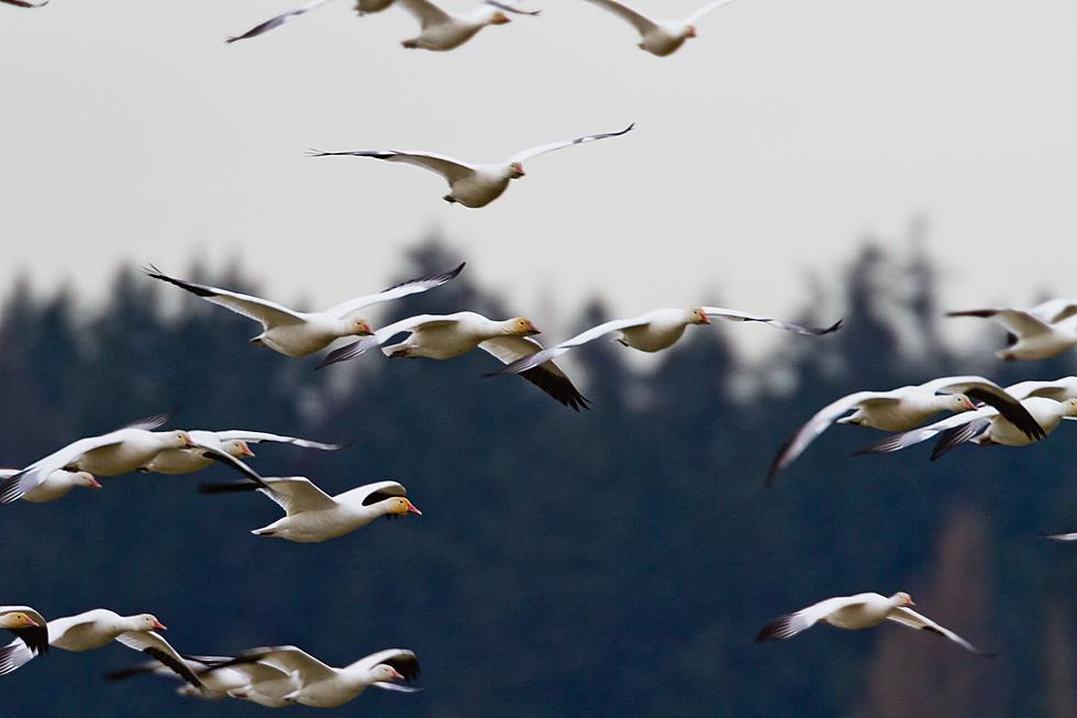 Let It Snow – Snow Goose Hunting Open