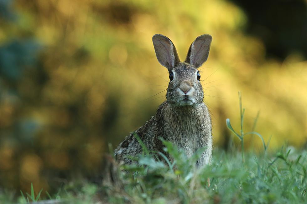 South Jersey Hunting: Last Crack at Cottontails