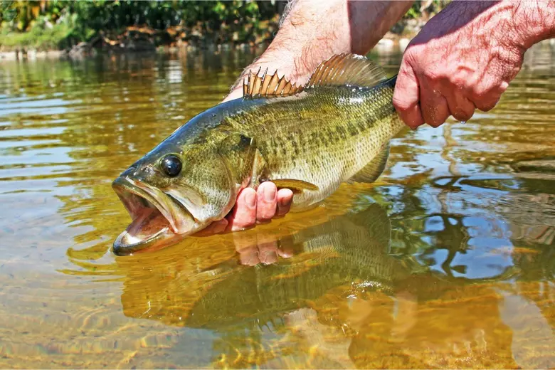 Large Mouth Bass Fishing Worm On A Carolina Rig High-Res Stock Photo -  Getty Images