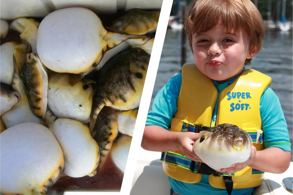 South Jersey Fishing: B-B-B-Blowfish