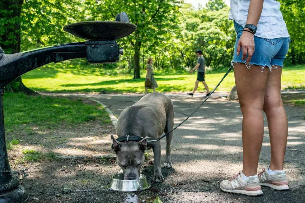 Cape May, NJ, Campground Named Top-10 Dog-Friendly In U.S.