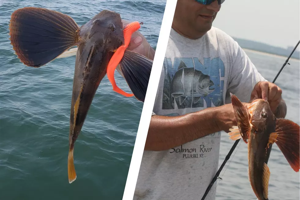 South Jersey Fishing: the Bird is the Word