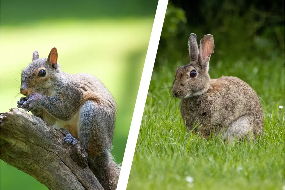 New Jersey Squirrel and Rabbit Seasons Open Tomorrow