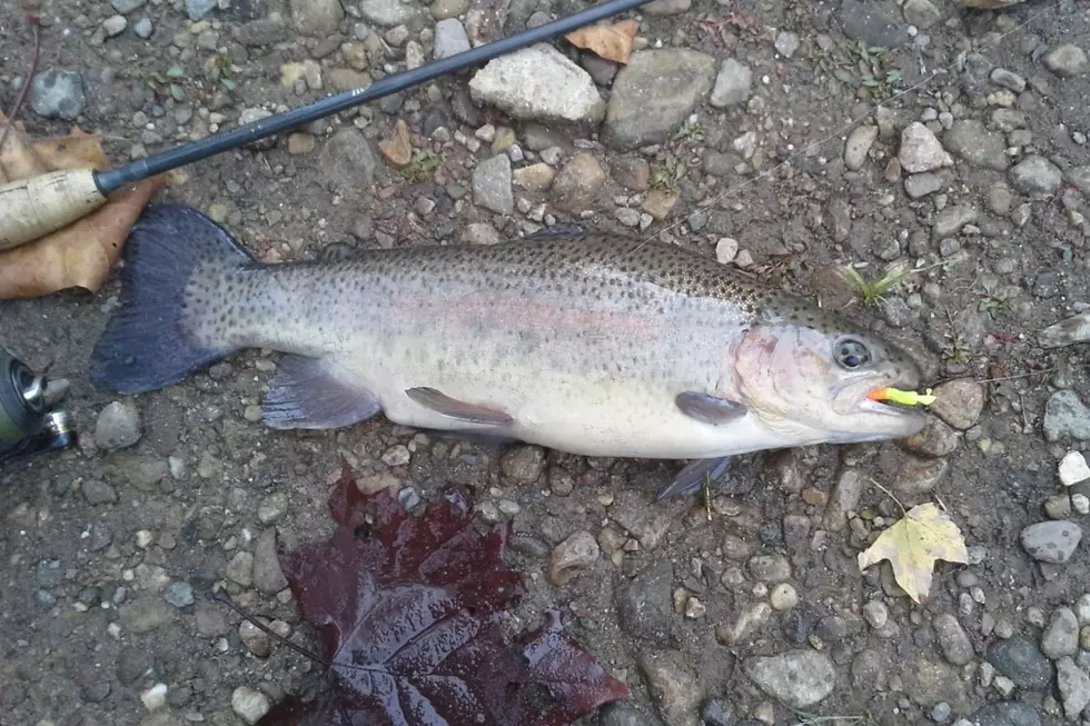 Trout Stocking Starts Today