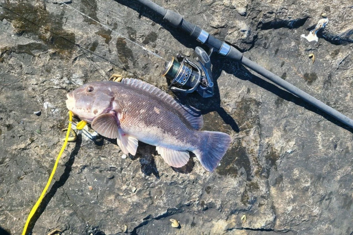 Blackfish (Tautog) Action Remains Hot at Barnegat Inlet