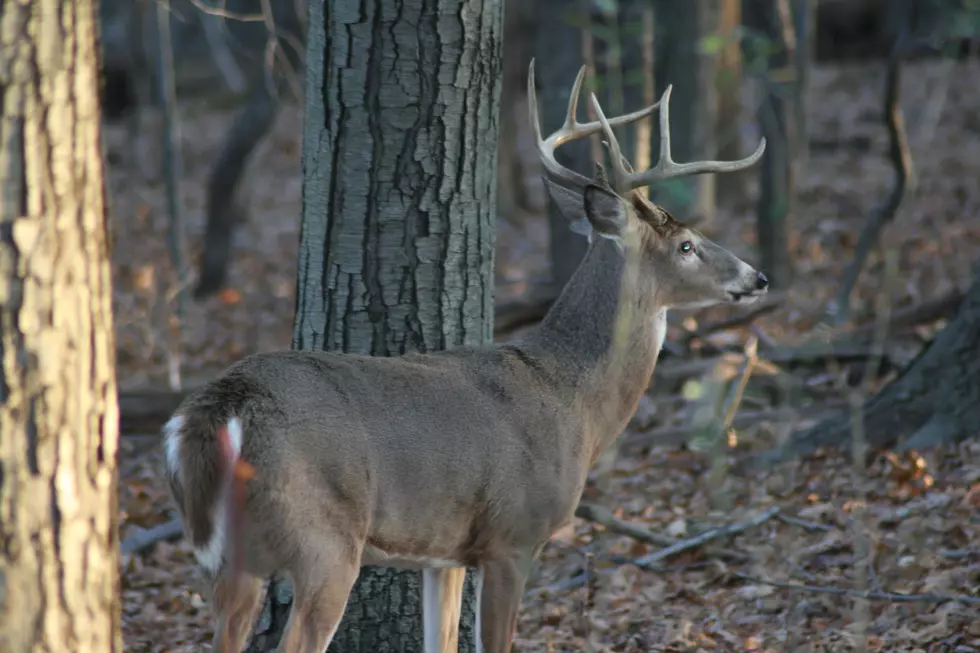 South Jersey Hunting: Last Minute Bucks Still Around