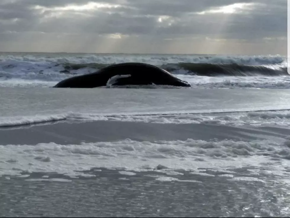 Massive Whale Washes Up on ‘Whale Beach’ in Strathmere, NJ