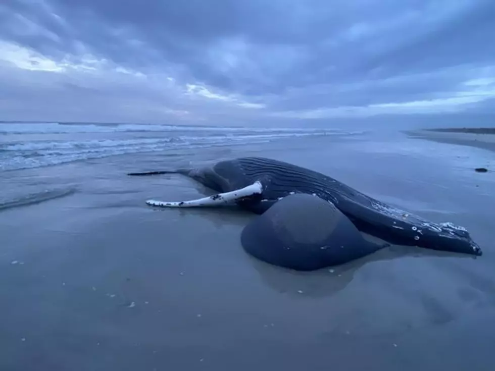 Dead Whale Washes Ashore in Brigantine