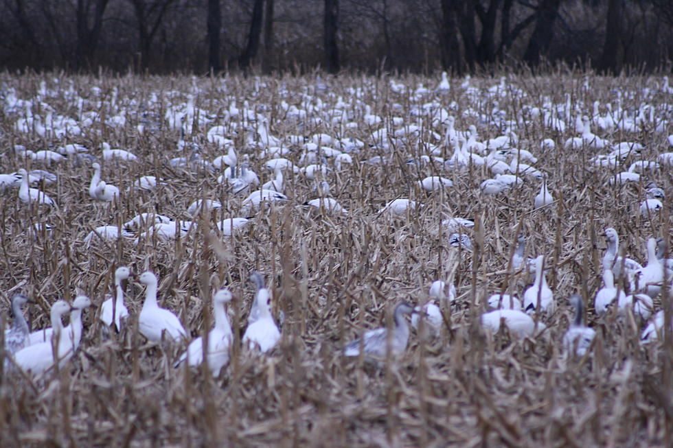 Let It Snow&#8230;Geese!