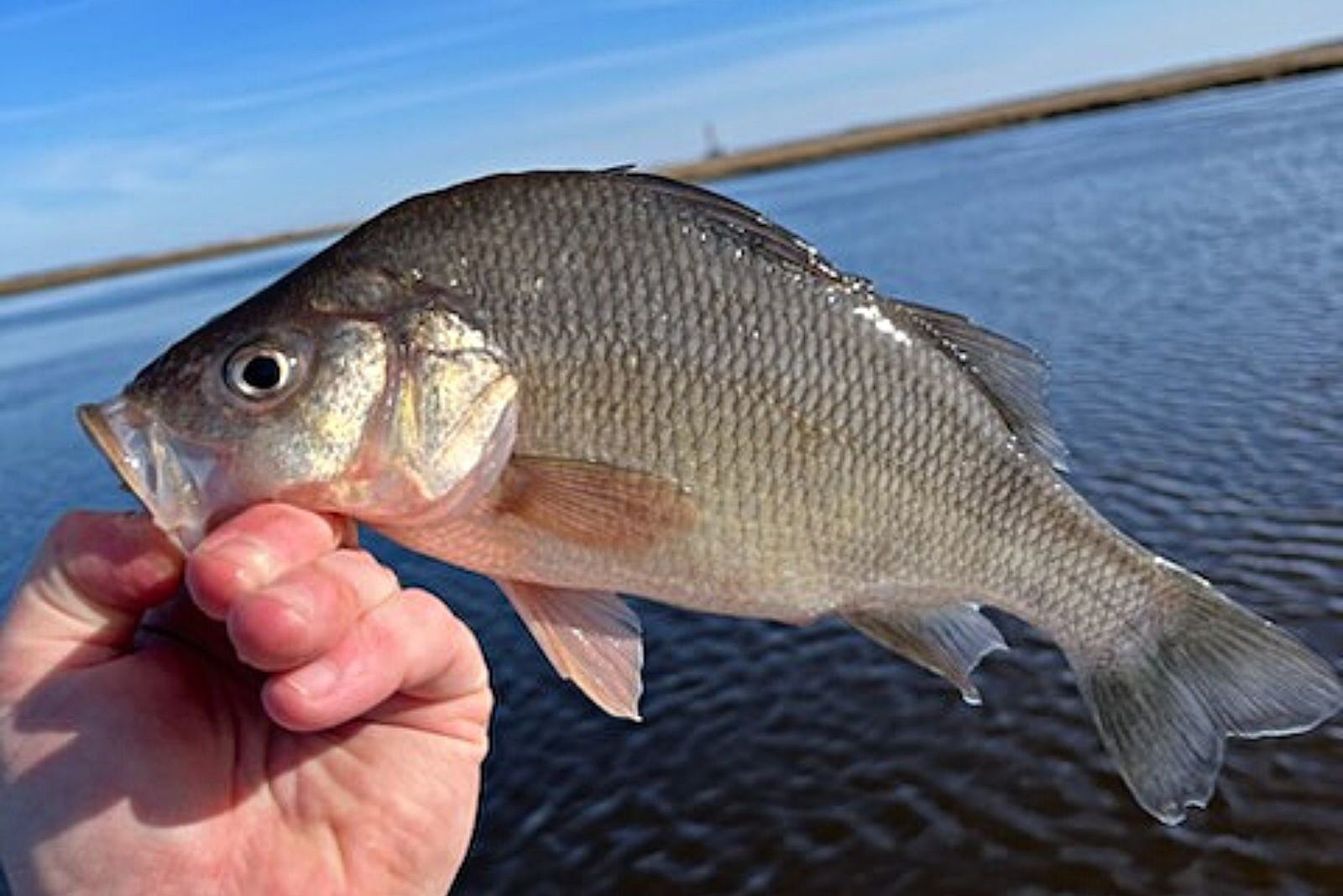 white perch in water