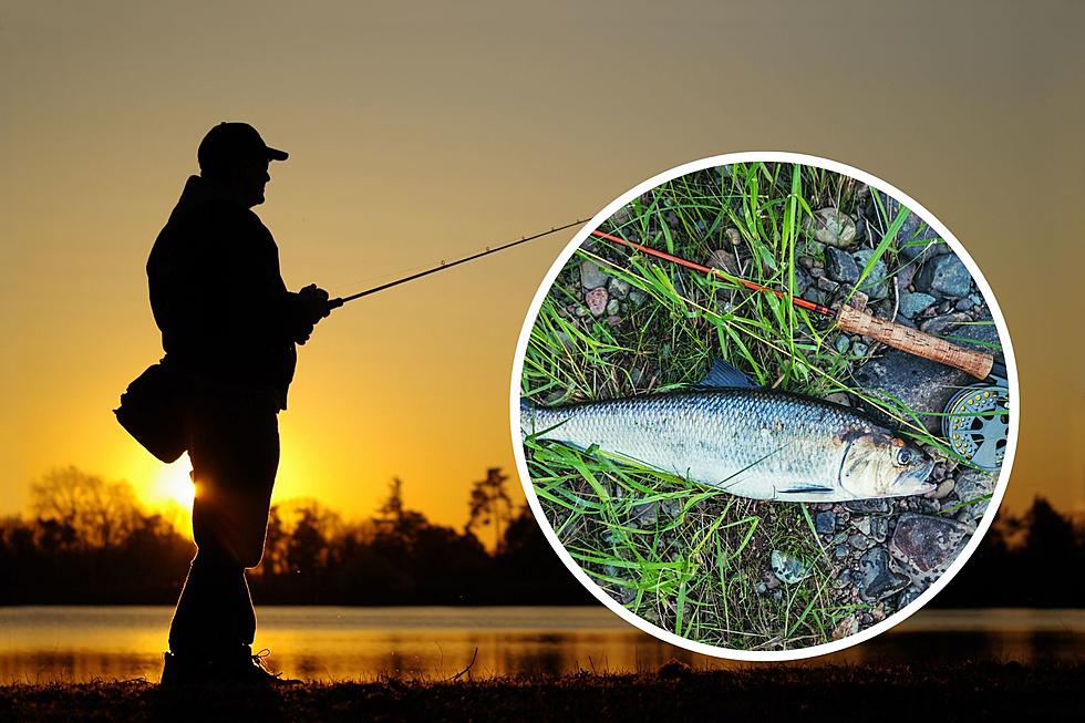 American Shad Run Underway