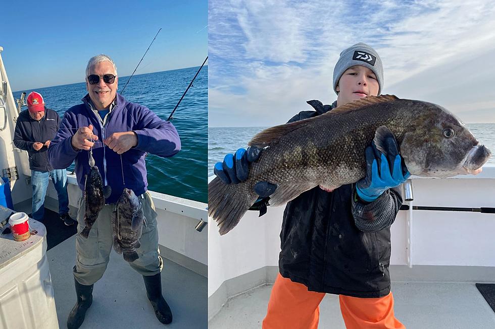 South Jersey Fishing: Ferocious Tog Bite to Close Out the Season