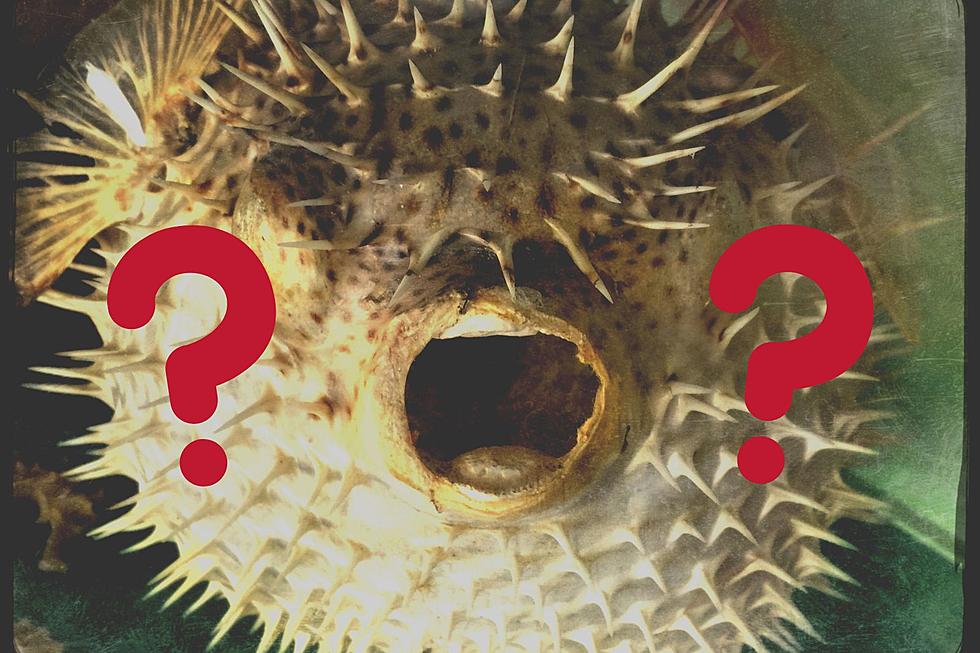 Where Are the Blowfish?