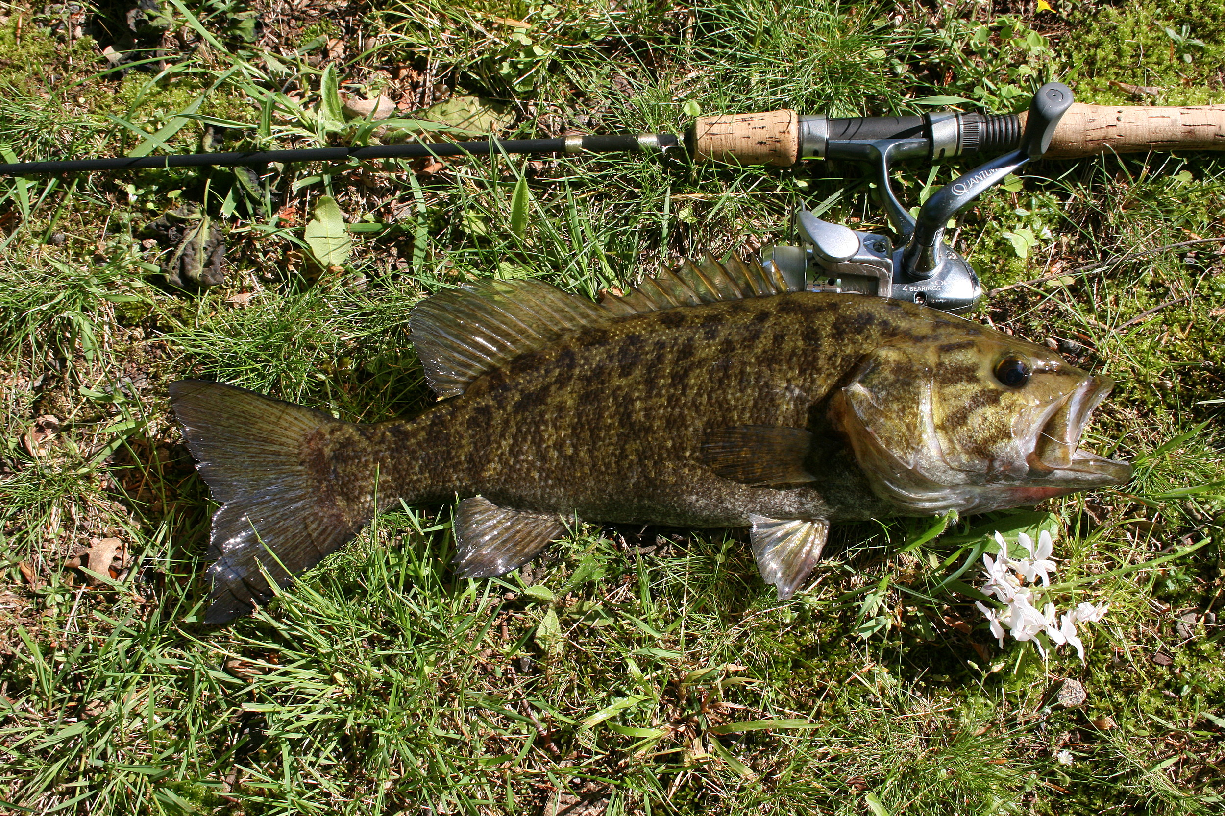 Fishing with Senko's  Maine Bass Experience